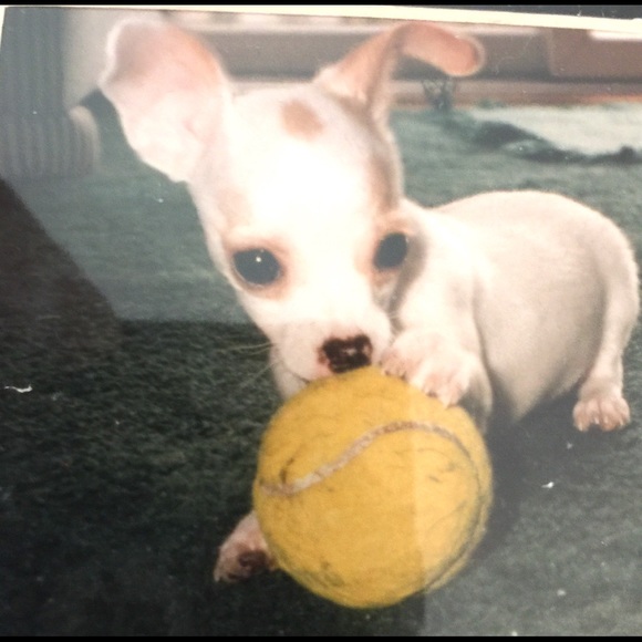 Meet your Posher, Bruce - Picture 11 of 12